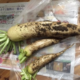 2015年冬野菜２