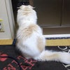 至福の時の画像