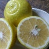 キレイなレモン色…優しい甘みのはるかの画像