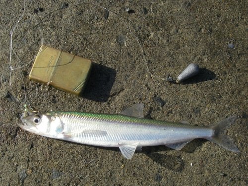 キュウリウオ 釣魚No.087 | 箆仁の釣魚あるばむ ～陸っぱりで210種類～
