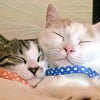 今日も一緒‼️の画像