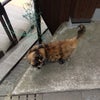 【江の島の猫】2016年1月 人懐っこいサビ猫の画像