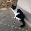 【江の島の猫】2016年1月 神社の境内の３匹の猫の画像