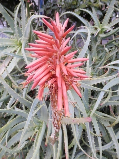 見事なキダチアロエの花 花つむぎ教室のブログ