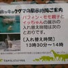 天王寺動物園 ホッキョクグマ☆イッちゃん。の画像