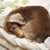 ねるの画像