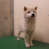 香川県高松市保健所 迷い犬情報の画像