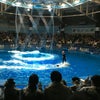 イルカのショー最高❣️の画像