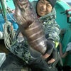 1月31日マハタ釣り専門結果速報の画像
