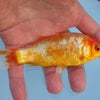 川原金魚のＦ１（画像のみ）の画像