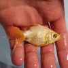 キラリン黄金魚・白（画像のみ）の画像
