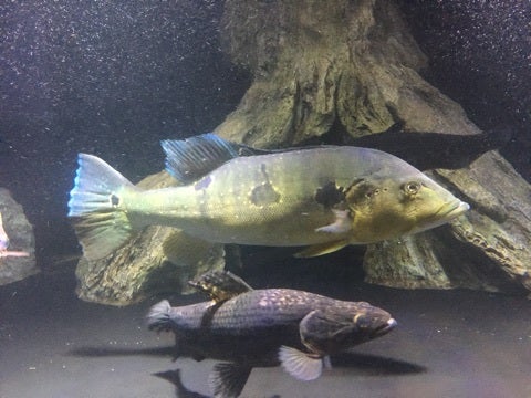 魚類、水生生物 キクラ ピニマ キクラ
