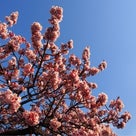 今年初めての桜。の記事より