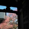 紅梅咲く興正寺の画像