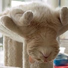 The 25 Most Awkward Cat Sleeping Positionsの記事より
