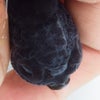 黒らんちゅう・水泡花房発達個体（画像のみ）の画像