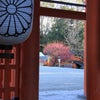 光琳の梅咲く下鴨神社の画像