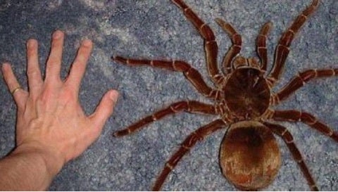 害虫か 益虫か 6本足のハンター蜘蛛 タクサンすすめ