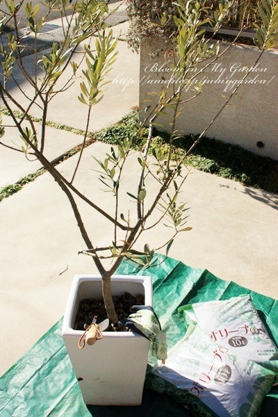 オリーブの植え替え 2 鉢底石のハナシ Bloom In My Garden ココロにおいしい庭づくり ガーデニングブログ