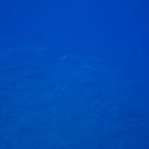 久米島ダイビングツアー【のんびり島時間を満喫しちゃおう♪part2】2/11-14の記事より