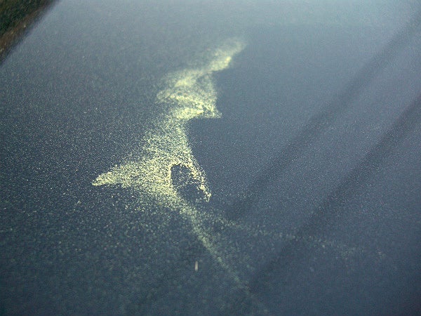 車のボディーに付着したスギ花粉