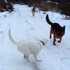 カナダで大型犬を一気に運動させる方法②の画像