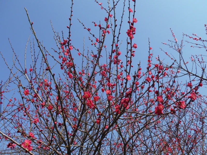 ２月は梅 観梅と尾形光琳の紅白梅図屏風 | みきおのブログ