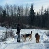 カナダで大型犬を一気に運動させる方法③の画像