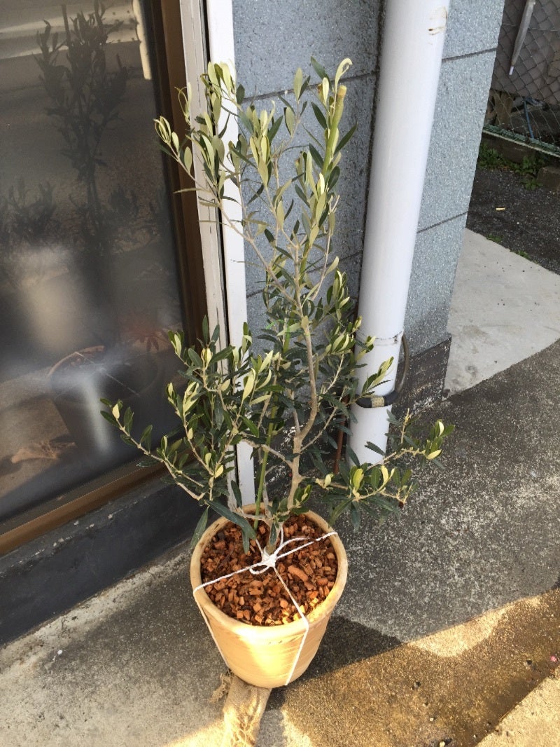 オリーブの植え替え Daichiのブログ 盆栽