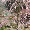 梅が咲いてますょぉ〜〜の画像