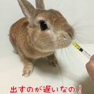 ウサギの動物病院を使い分ける(・∀・)ノの記事より