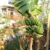 島バナナ植え替えの画像