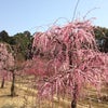 梅祭り　国分町　菅原神社の画像