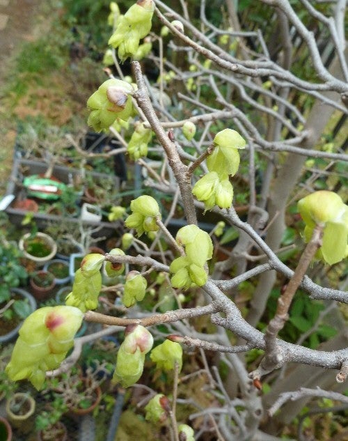 土佐水木と日向水木 Koriの ほぼ植物ブログ