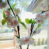 桜の花枝を飾りましたの画像