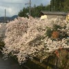 桜餅の香りの桜の画像