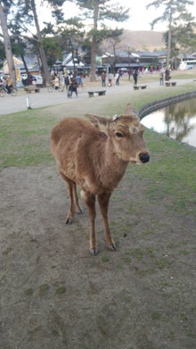奈良公園のしか