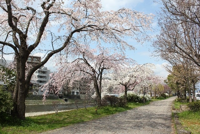 鴨川桜