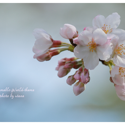 画像 開花宣言 の記事より 2つ目