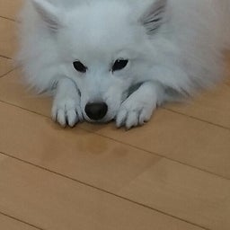 画像 桃尻クラブ  誕生 (’-’*)♪ の記事より 5つ目