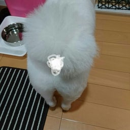 画像 桃尻クラブ  誕生 (’-’*)♪ の記事より 3つ目