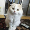 ショック！！！の画像