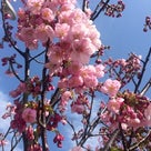 桜が咲いたの記事より