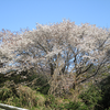 山桜満開ですの画像