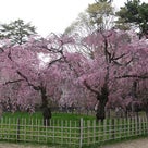 京都の枝垂れ桜の記事より