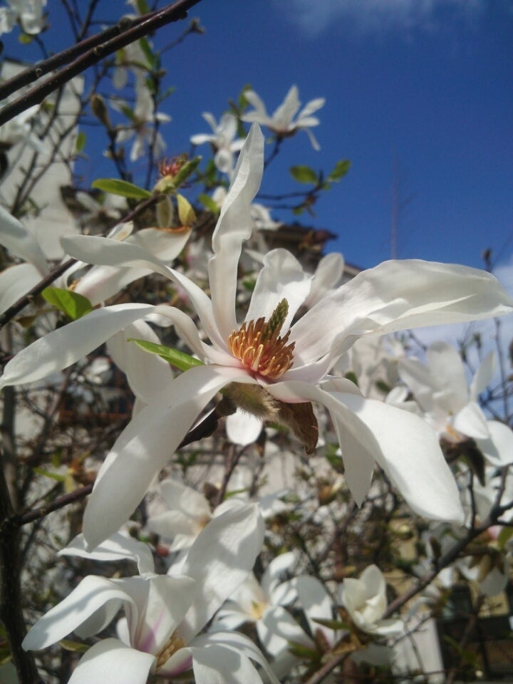 コブシ 季節の花と花言葉 Kensan 0427さんのﾌﾞﾛｸﾞ
