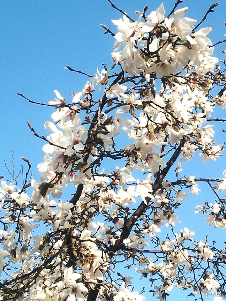コブシ 季節の花と花言葉 Kensan 0427さんのﾌﾞﾛｸﾞ