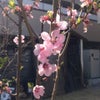 桃の花とホーリーバジルの画像