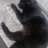 黒猫は幸せの象徴？！の画像