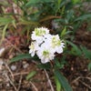 八重咲きのコデマリの画像